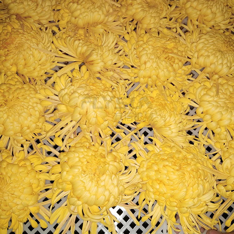 万寿菊烘干设备 野菊花烘干机 小型热风循环菊花烘箱