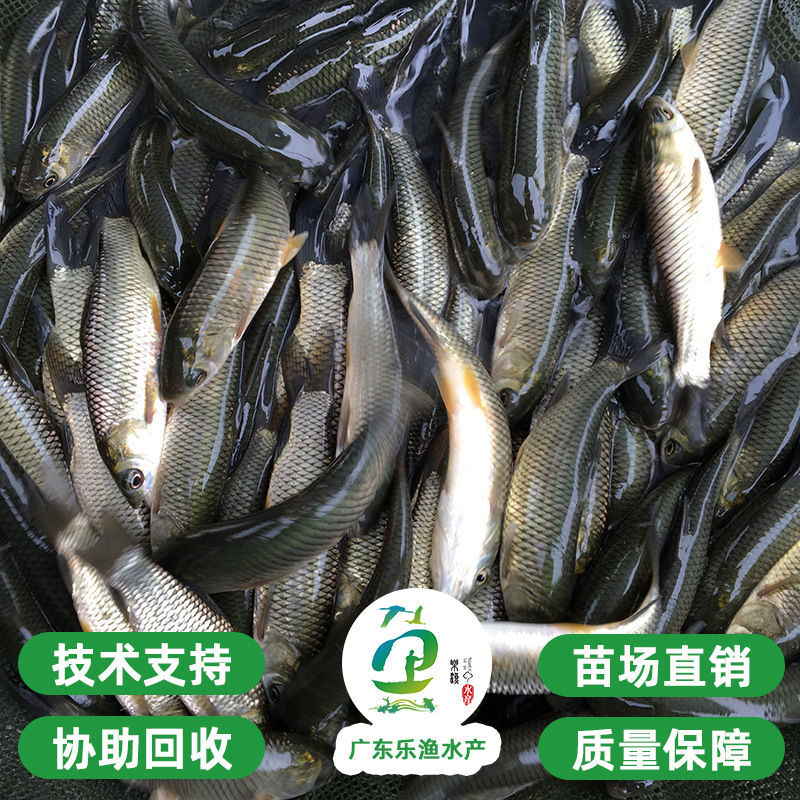 乐渔水产黄金草鱼鱼苗鲩鱼苗特大花鲢玩乐小鱼苗批发包邮包送饲料