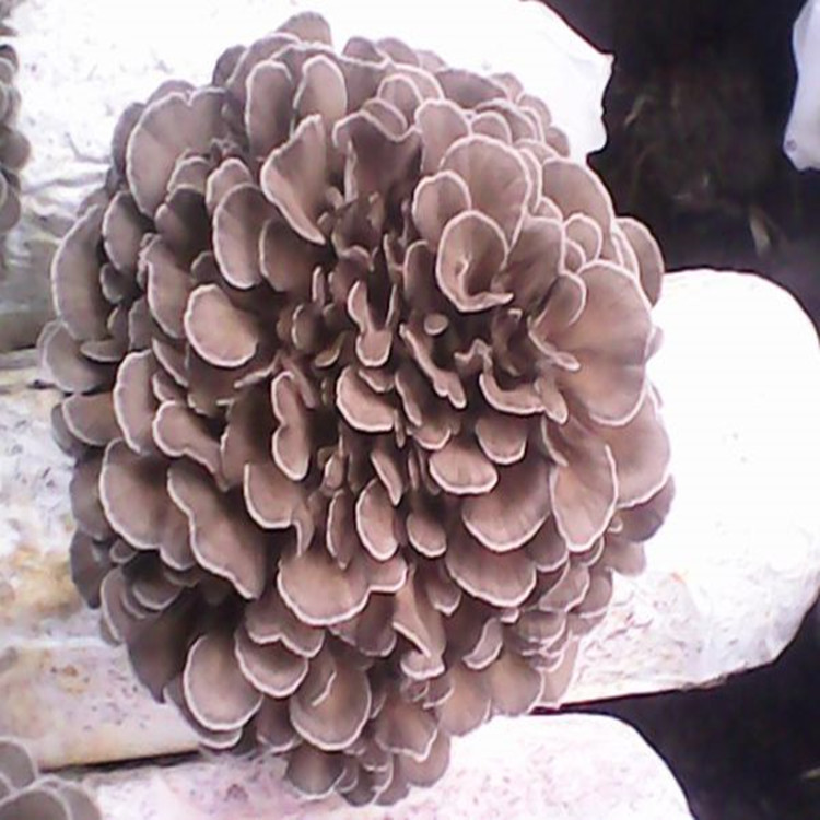 灰树花多糖30% 现货供应灰树花提取物 灰树花多糖20~70% 欢迎咨询