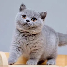 纯种英国短毛猫矮脚蓝胖子血统折耳蓝猫幼崽活体宠物猫活物小猫咪