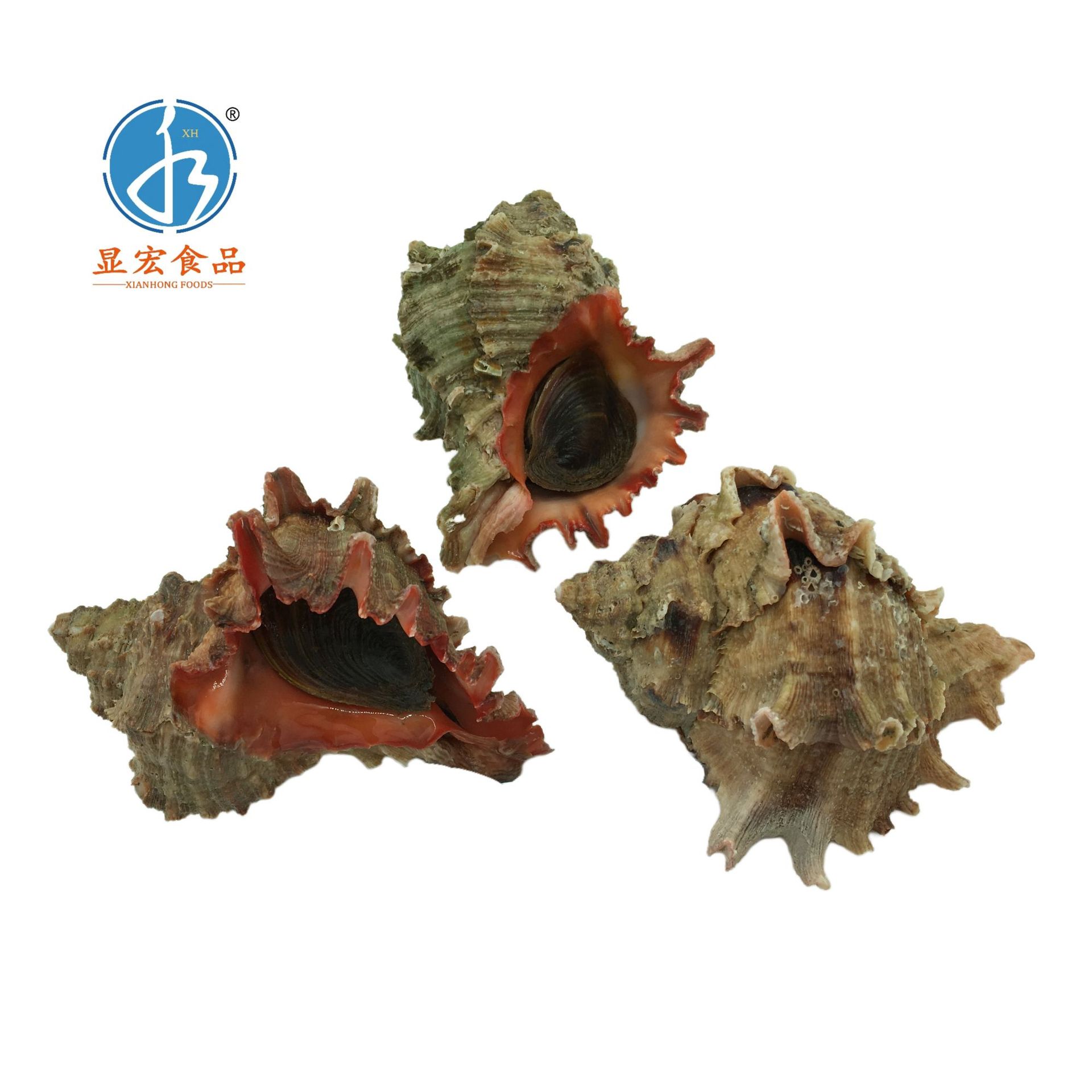 海捕千手螺批发鲜活速冻海螺狮子螺海产海鲜刺身食材-阿里巴巴