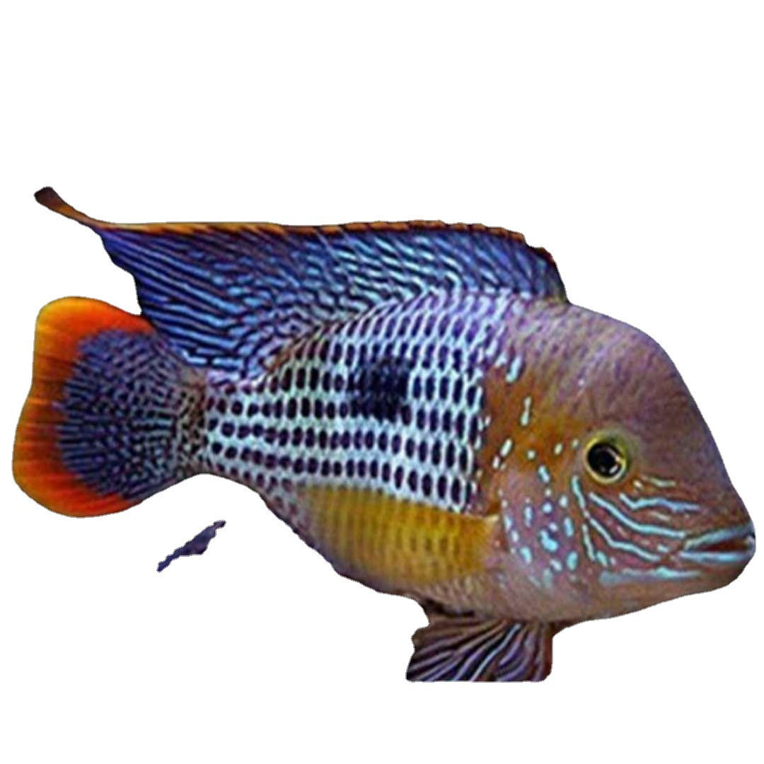 活体财神蓝宝石红宝石好养卵生罗汉鱼鱼羞羞水族宠物及园