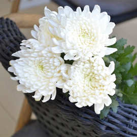 0成交121笔呈贡县云南昆明黄菊白菊鲜花大菊花批发清明节祭拜忌日上坟