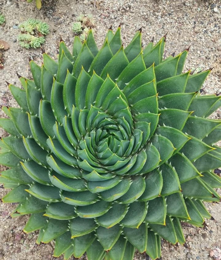 稀有超大30厘米旋转女王芦荟 多肉植物绿植盆栽 去甲醛趣味室内