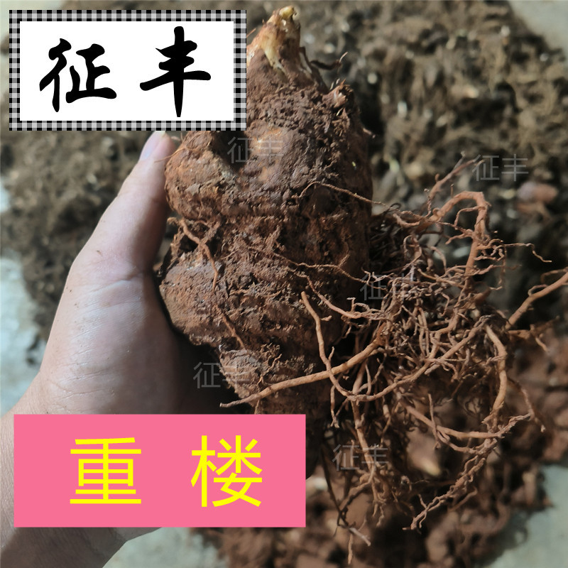 张家界新鲜现挖深山重楼 七叶一枝花 蚤枝中药材-阿里巴巴
