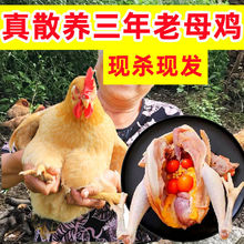 老母鸡2只超大3年土鸡农家散养鸡现新鲜鸡肉鸡腿鸡胸肉整鸡1发不1