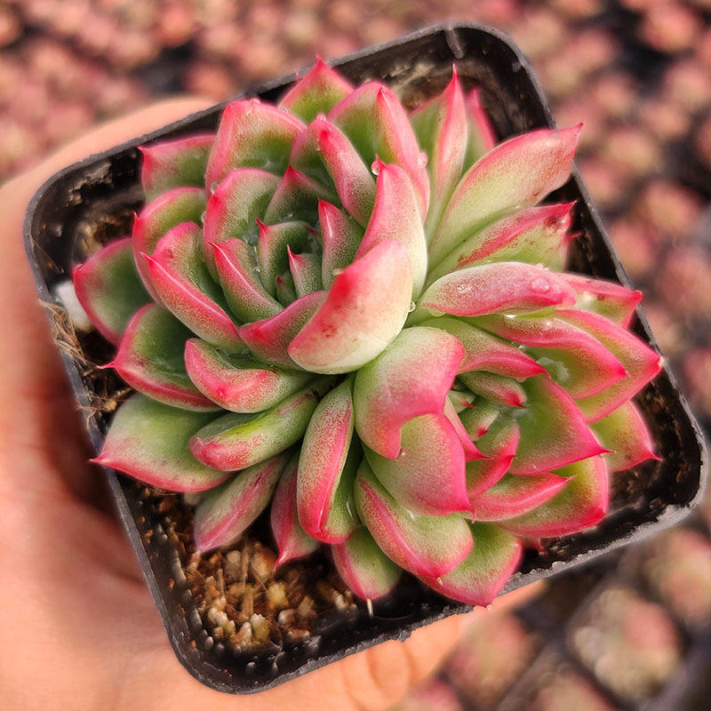 弗洛瑞安娜多肉植物盆栽绿植花卉批发青州花卉大棚自产自销含盆土