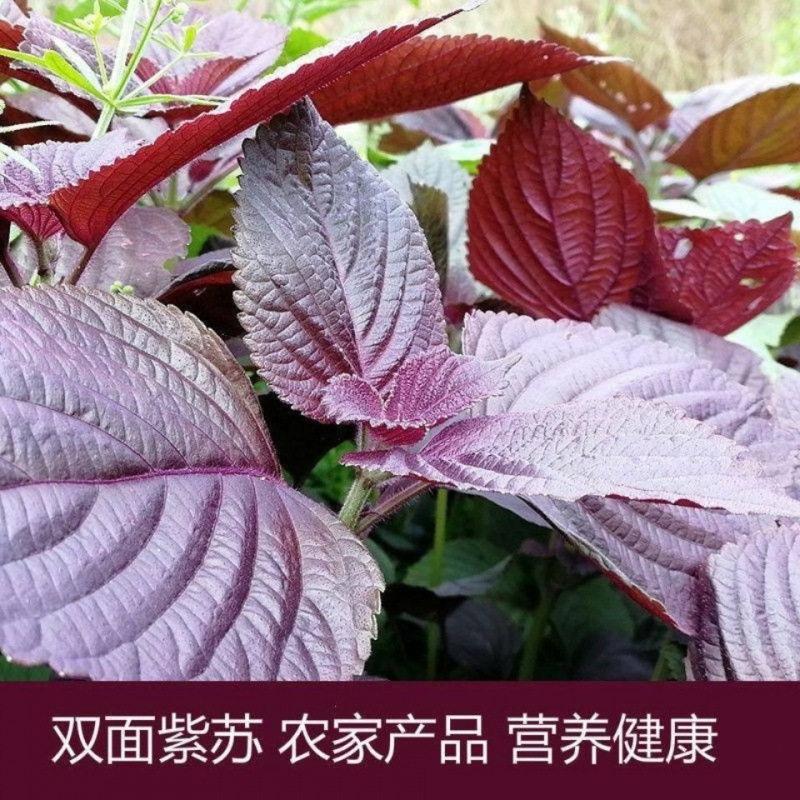 食用绿苏种子紫苏种子苏子籽保健蔬菜种子野菜种籽-阿里巴巴