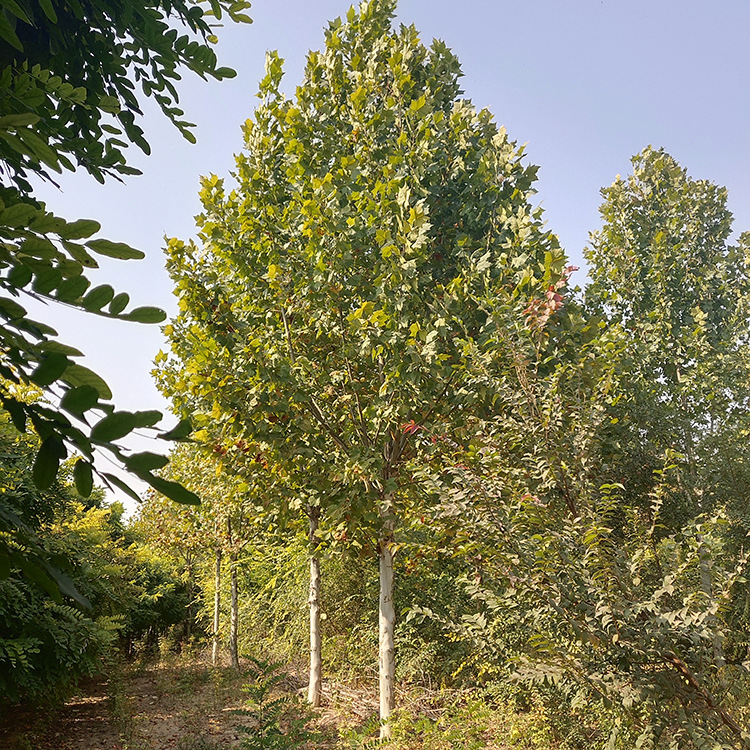 平头法桐 品种及报价 15公分法桐 根系发达