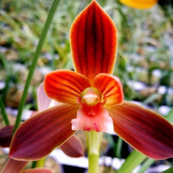 带花苞兰花苗名品豆瓣兰【红河红】春剑【典荷】盆栽绿植花卉包活