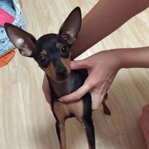 小鹿犬幼犬纯种活物小型犬铁包金红色家养小鹿犬出售家养宠物狗狗