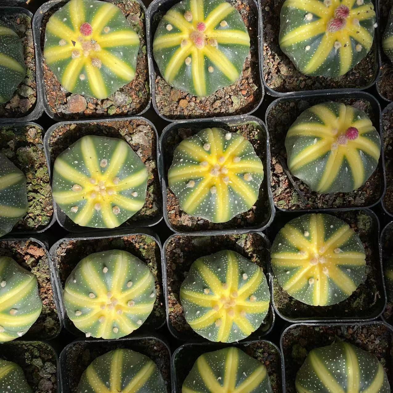 星兜 星球锦西瓜星兜多肉植物实生仙人球药锦 实拍3-4cm球茎