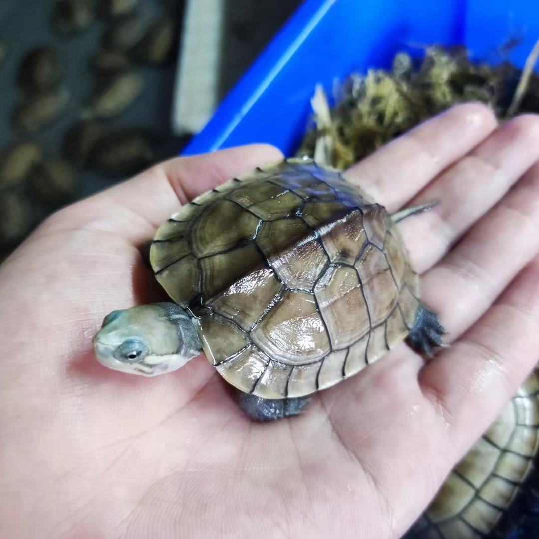 南石龟苗 招财石金钱龟发色龟粮 纯种南石种龟宠物龟招财镇宅风水
