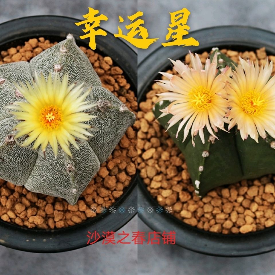 多肉植物五角鸾凤玉 开花实生仙人球 稀有绿植室内防辐射盆栽花卉