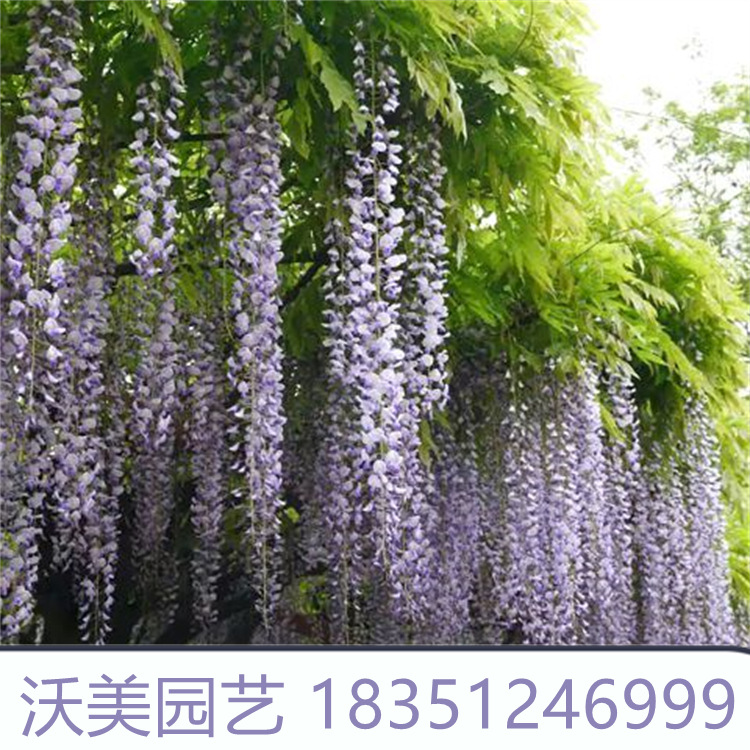 基地出售森津紫藤 爬藤屋顶盆栽花园 围墙紫藤萝庭院攀援植物