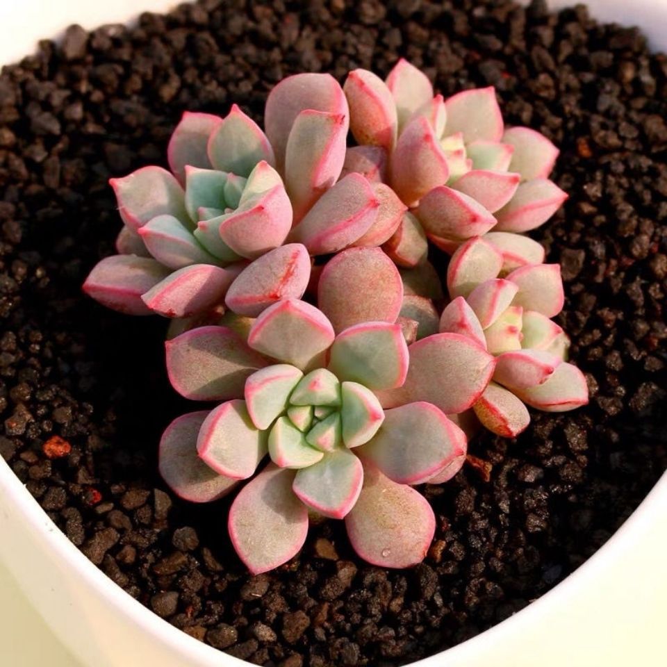 蓝宝石多肉植物稀有品种多肉小盆栽超萌防辐射肉肉办公室阳台绿植