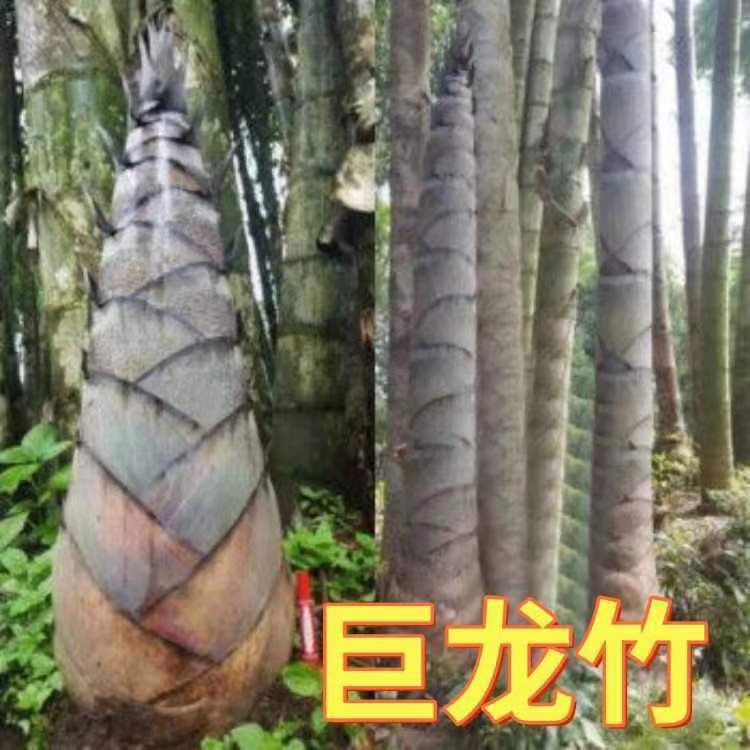 大型巨龙竹种子 苗楠竹笋苗巨龙竹四季户外种植蔬菜种子-阿里巴巴