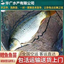 优质鲤鱼苗养殖鲤鱼批发稻花鲤鱼苗稻田鲤鱼苗裸鲤鱼苗活体