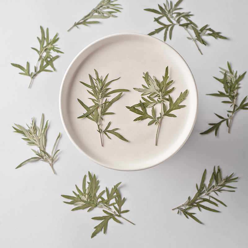 尖叶艾草 真花押花压花幼儿教学植物标本素材料滴胶干花手机壳diy