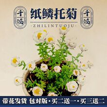 纸鳞托菊盆栽阳台庭院花栈菊花苗切花菊科花卉植物耐寒花期长好养