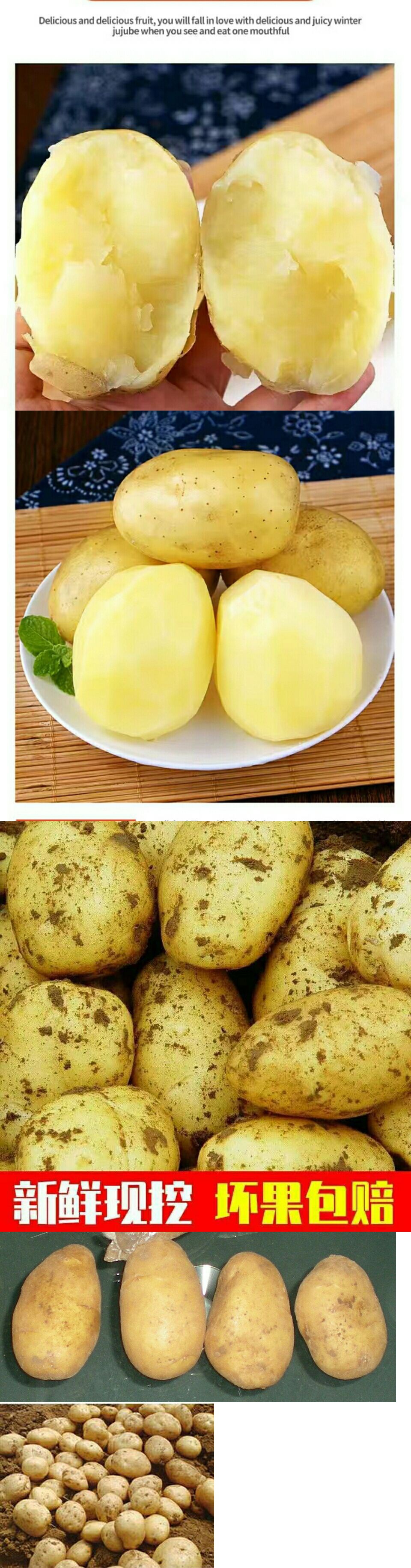 新鲜甘肃定西土豆,黄白心随机发货,介意,土豆娇嫩,收货后有轻微皮属于