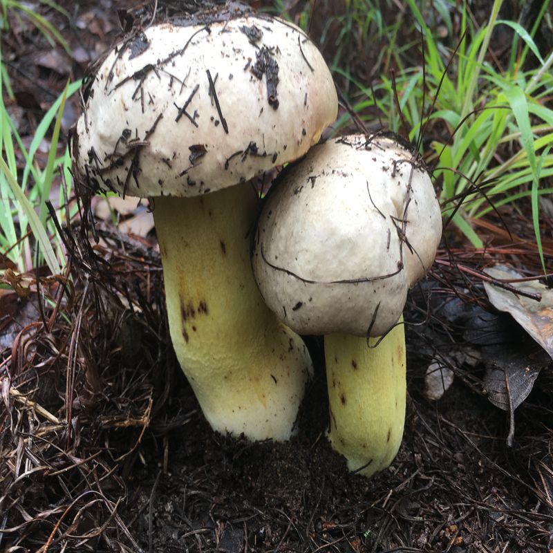 云南白牛肝菌 新鲜速冻食用菌煲汤香蘑菇 口感香嫩滑 白见手青