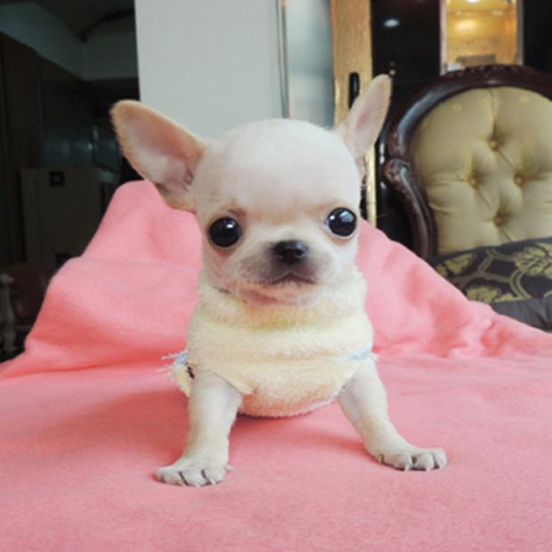 纯种吉娃娃幼犬活体小型犬茶杯犬吉娃娃小狗小鹿犬斗牛幼犬宠物狗