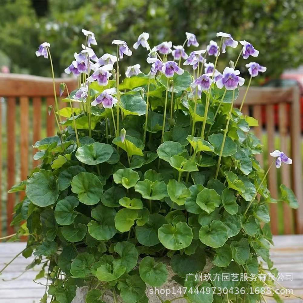 熊猫堇肾叶堇菜观花盆栽地被植物花园景观铺地植物居室庭院盆栽