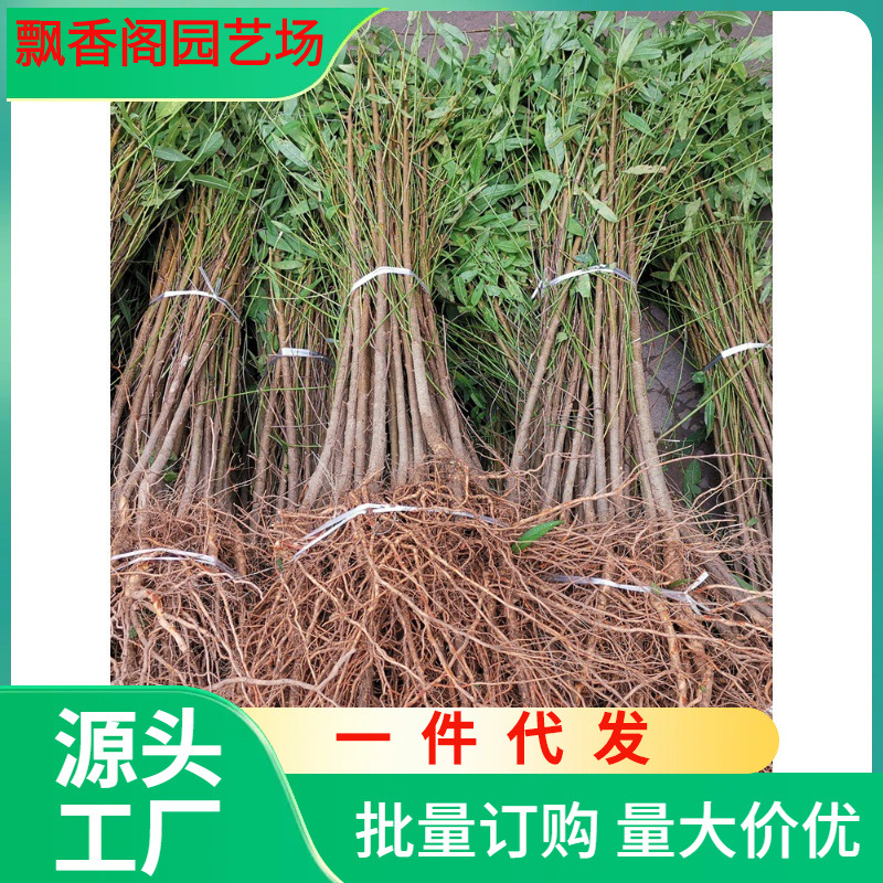 一件代发实生桃苗毛桃树苗木桃树砧木占地桃苗山桃花苗未嫁接用桃
