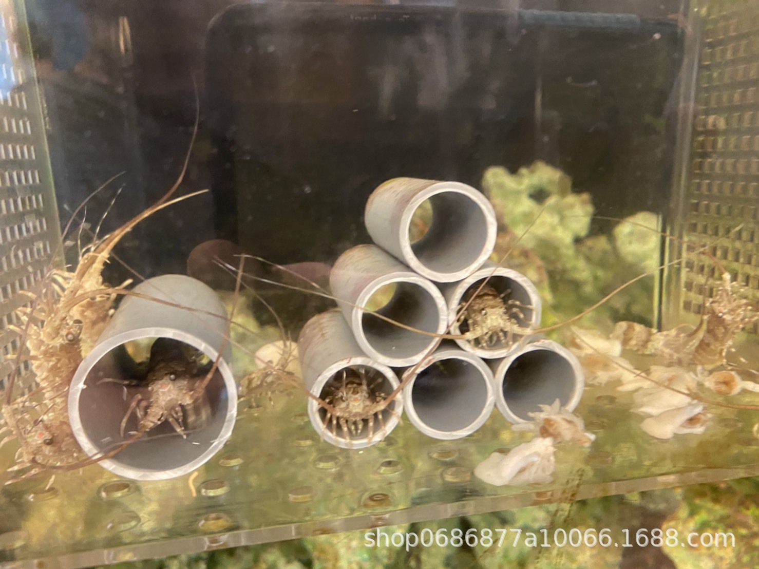 青龙虾苗 花龙虾苗 龙虾苗 海水养殖 海水龙虾苗 虾苗-阿里巴巴