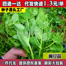 豌豆苗种籽子豌豆种籽尖芽苗菜种孑秋季种植碗豆种吃苗青菜蔬菜籽