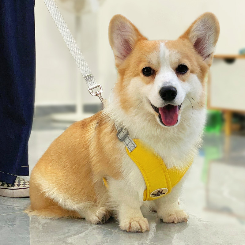宠物狗狗胸背带牵引套装柯基泰迪小型犬遛狗绳项圈防爆冲用品跨境