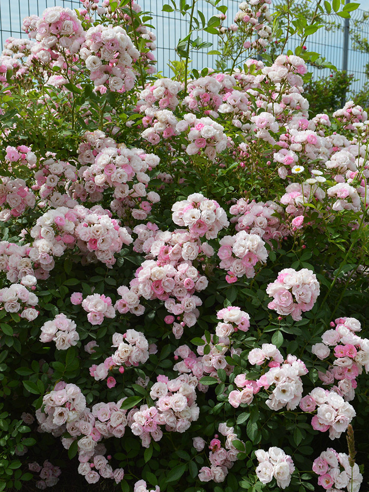 中国古老月季 粉团蔷薇花苗群开粉色无刺爬藤植物花卉盆栽爬墙花