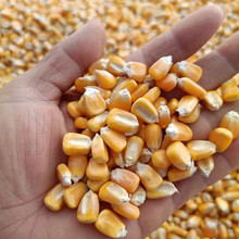 动物饲料添加玉米粒药物载体用玉米粒植物油提取玉米粒量大优惠