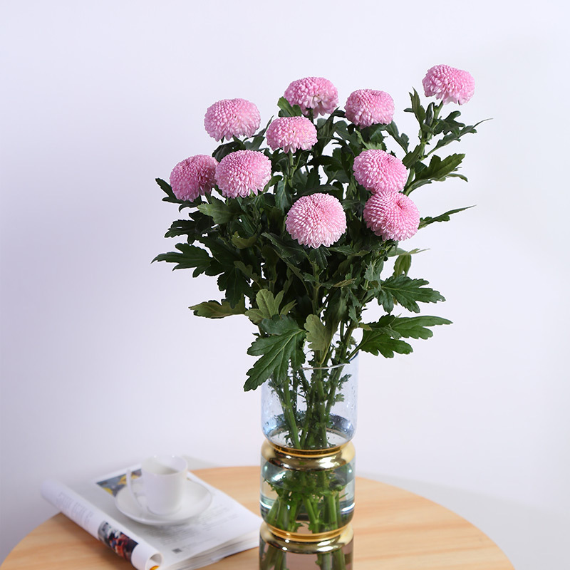 乒乓菊鲜花基地云南直发批发家用水养办公插花雏菊一件包邮