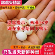 玄凤鹦鹉蛋受精蛋种蛋人工孵化孵化率高受精卵宠物鸟蛋当天新鲜蛋