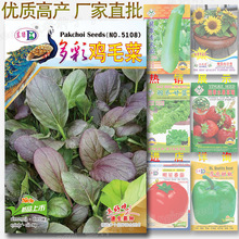多彩鸡毛菜种子 约1220粒 紫罗兰小白菜种子四季紫油菜紫色小菘菜