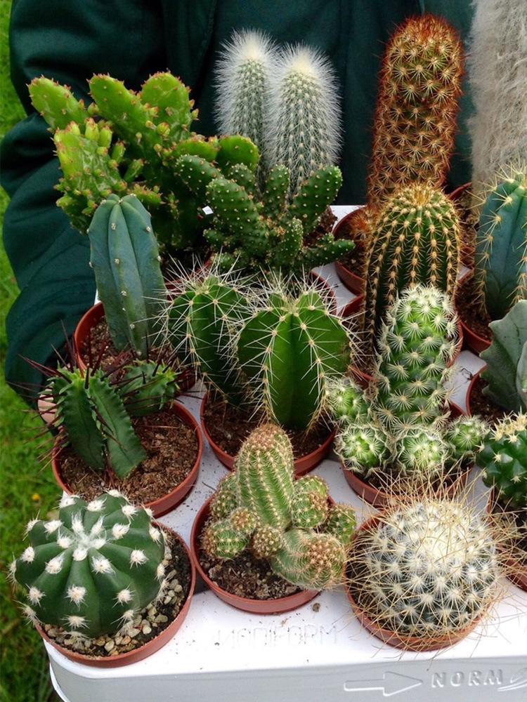 绯花玉多肉植物组合盆栽带盆仙人球室内开花可爱办公仙人掌小绿植