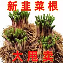 韭菜根盆栽种根韮菜根园艺小叶细叶懒人耐寒农场种植内室蔬菜苗食