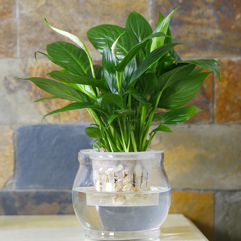 白掌 一帆风顺盆栽花卉室内绿色植物水培花草水养盆花 水生植物