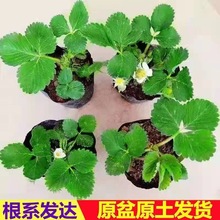 奶油草莓苗南北方室内室外种植四季结果脱毒草莓苗盆栽地栽当年结