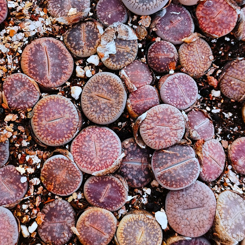 大棚基地直供批发多肉植物生石花日轮玉混合花卉绿植园艺盆栽石头