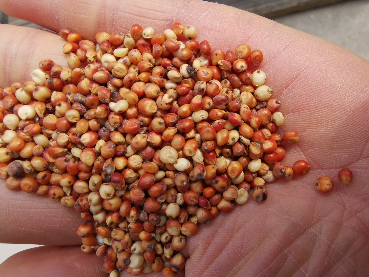 批发大颗粒红高粱食品加工原料高粱酿酒酿醋鸽粮饲料高粱米