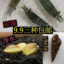 黑壳虾除藻虾鲜活观赏虾清洁草虾淡水虾活体樱花虾活虾耐活冷水虾