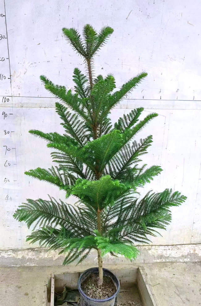 88元南洋杉1.1-1.