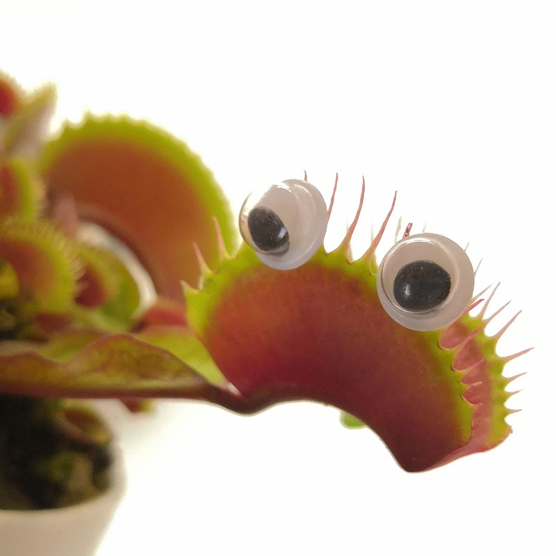 菲朗食虫植物 奇趣创意盆栽捕蝇草食人花驱蚊幼儿园观察作业绿植