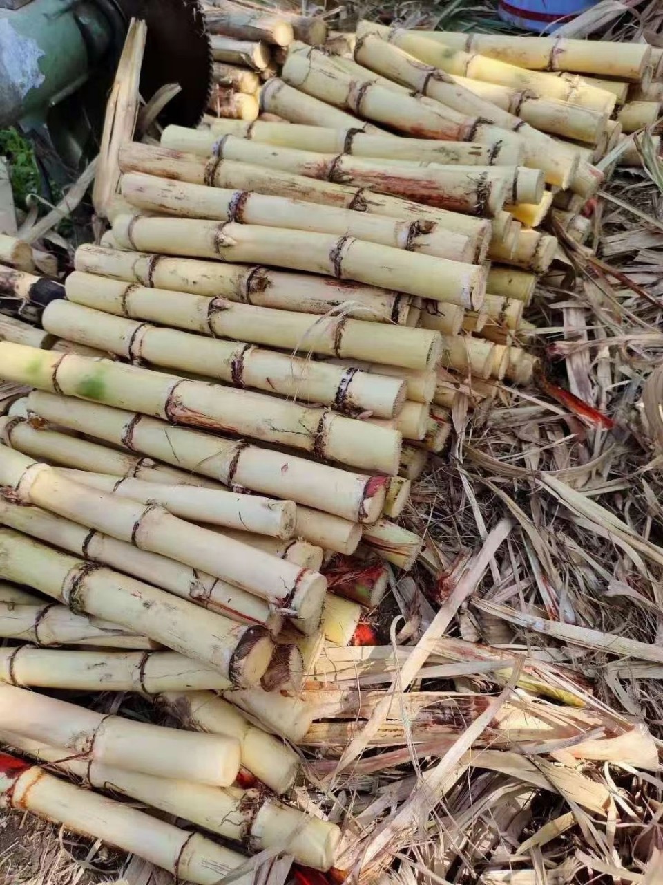 广西白玉甘蔗 现砍黄皮甘蔗 5斤当季新鲜水果清甜可口