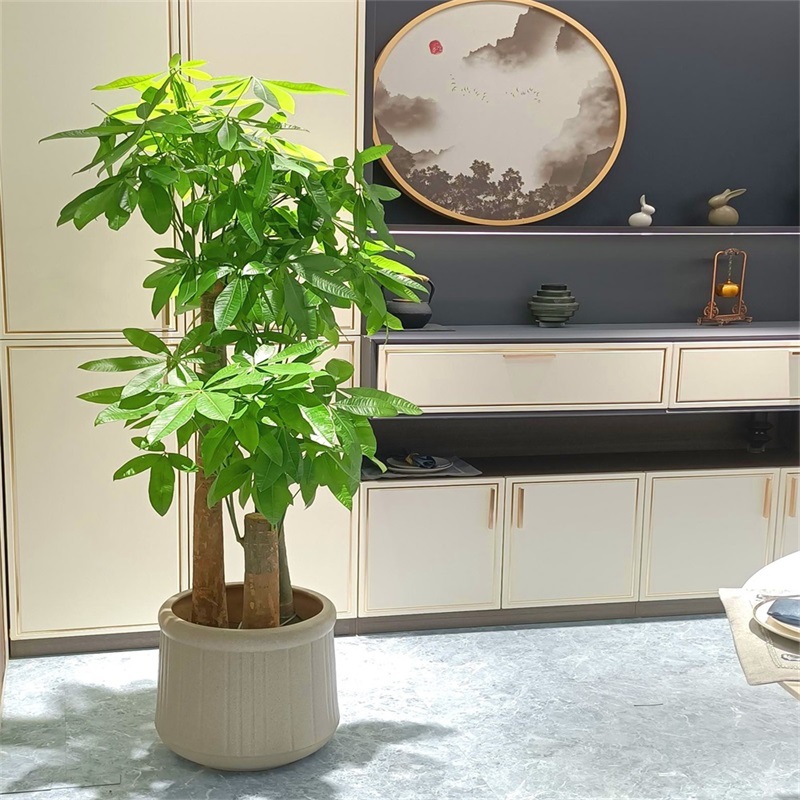 发财树盆栽室内大型绿植客厅办公室步步高大棵招财树北京开业乔迁