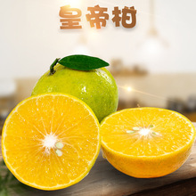 皇帝柑 代发2/9斤新鲜酸甜蜜桔当季水果非沃柑一件代发