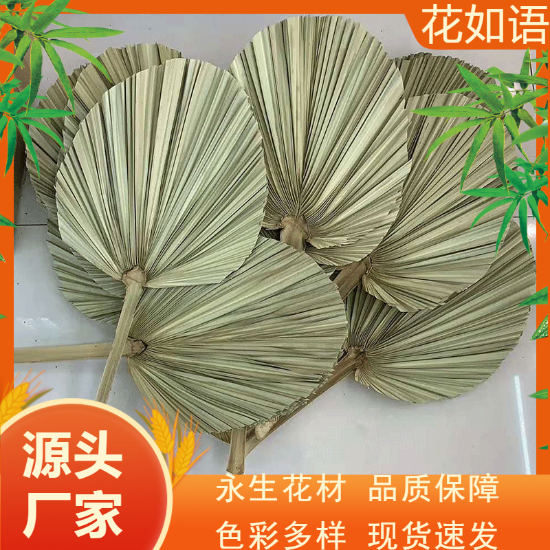 干花蒲扇子家装漂亮森林系蒲扇拍摄道具优雅小清新扇